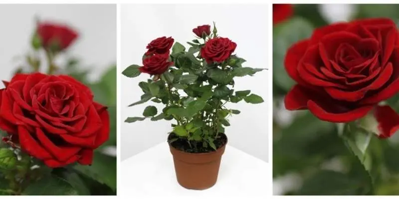 Роза Патио красная Д12