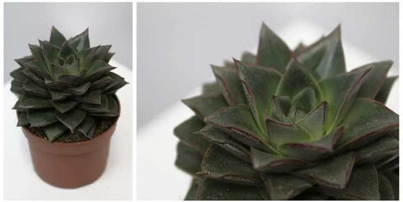 Эхеверия Зондер Блём Д10