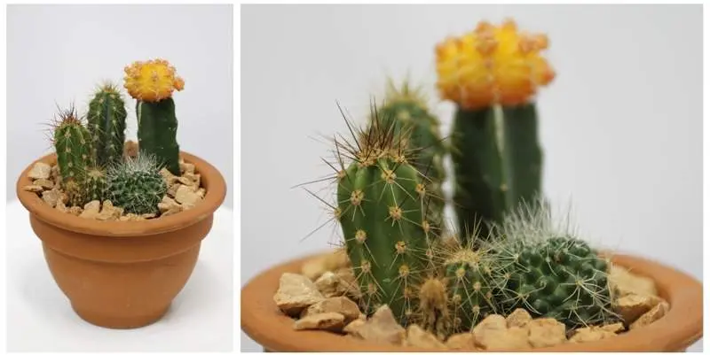 Кактус микс в керамике Д10 