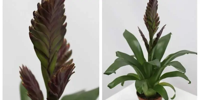 Вриезия микс Д9