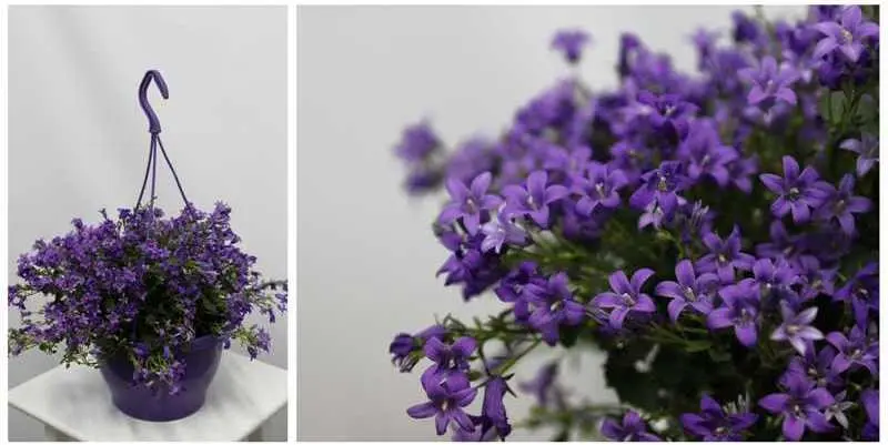 Кампанула Аденда Блю Планет Д15 Н30