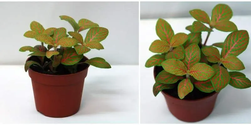 Фиттония Пепл Ангел Д9