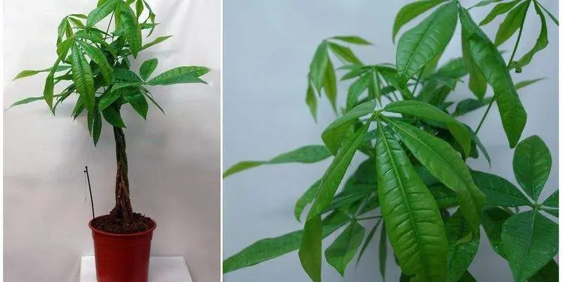 Пахира Акватика Д19 Н80