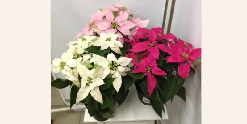 Эуфорбия Принсеттия Д12